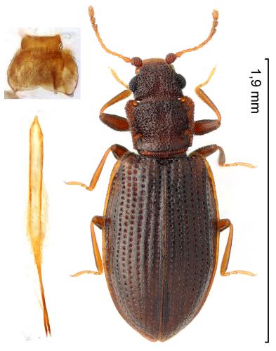 Réf. 332 288 : Latridius minutus